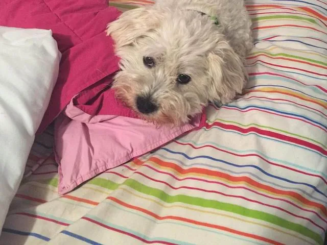 Biscuit