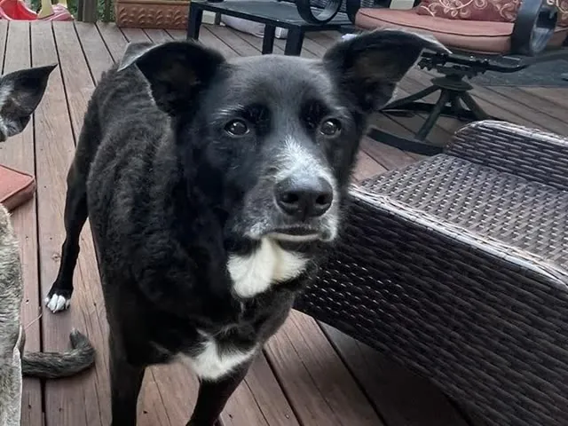 Jo