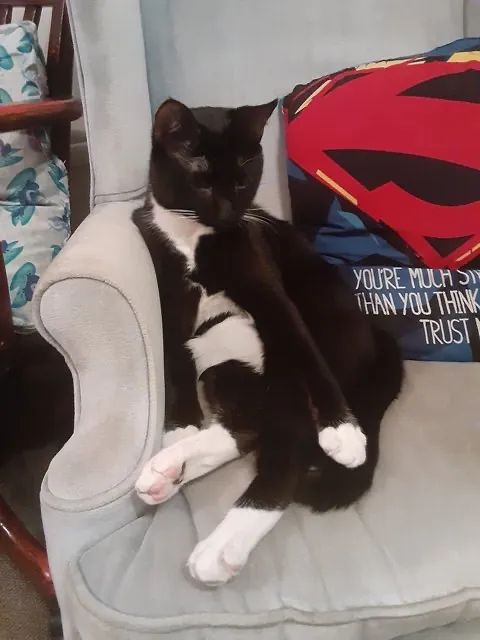 her mother’s cat