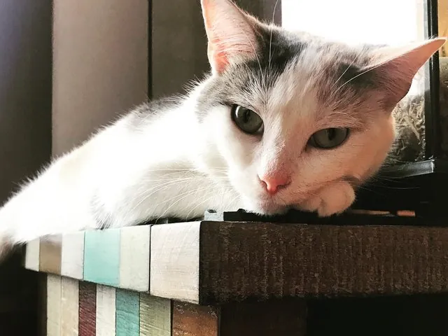 Sadie